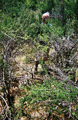 Dinesh contemplating the best way to proceed