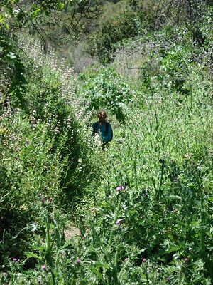 Dinesh almost obscured by heavy green vegetation
