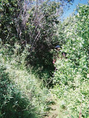 Joy almost obscured by brush