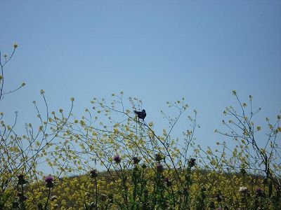 a bird on a shrub posing for its photo