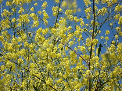 mustard plants with yellow blossoms