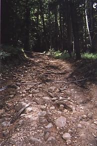 This is what passes as a trail in some state parks