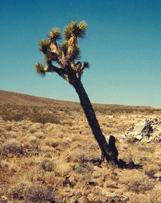 A Joshua tree